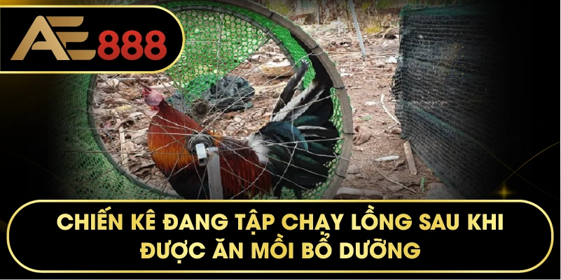 chiến kê đang tập chạy lồng sau khi được ăn mồi bổ dưỡng.